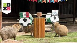 Los capibaras del zoológico Guadalajara en la dinámica del Mundial 2026