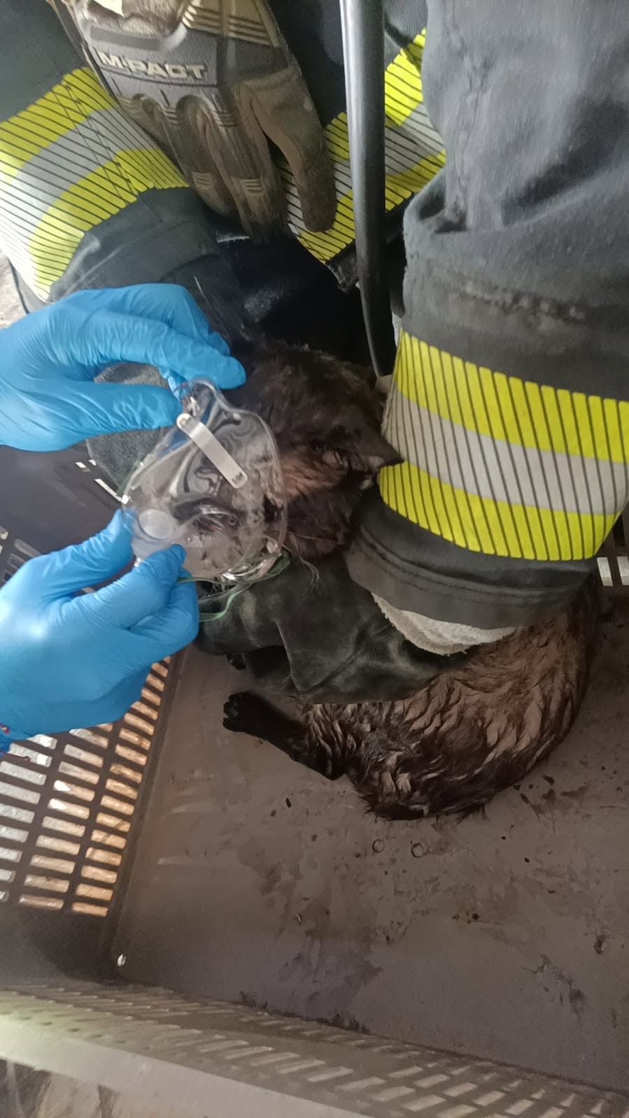 Bomberos de Guadalajara controlaron un incendio en el Mercado de Abastos. El siniestro dejó una persona lesionada y un gato rescatado con oxígeno.