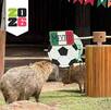 Los capibaras del zoológico Guadalajara en la dinámica del Mundial 2026