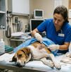 Perro y gato en veterinario por gusano barrenador