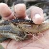 En San Luis Potosí, la comunidad ha denunciado el presunto de uso de químicos en el Río Moctezuma para la captura de camarones, poniendo en riesgo la salud.