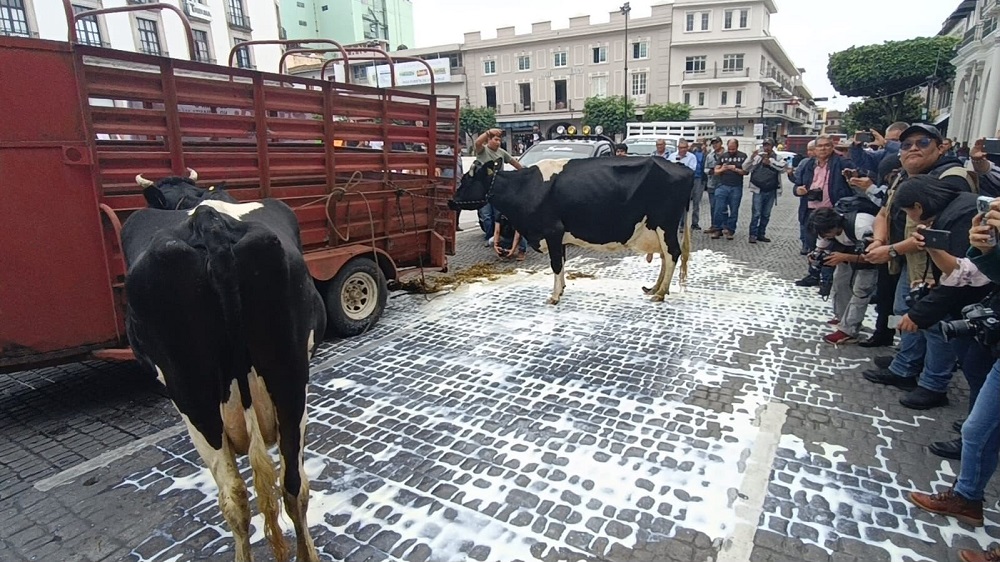 Una vaca caminando encima de litros de leche tirada en el suelo.
