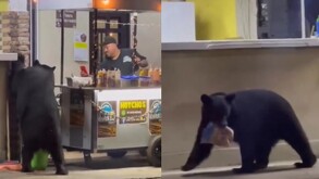 Un oso fue captado mientras buscaba comida en un negocio de Santiago y terminó llevándose alimento ante la mirada de varias personas.