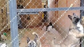 Captan a perritos abandonados dentro de una casa en Ixtapaluca; vecinos piden ayuda.