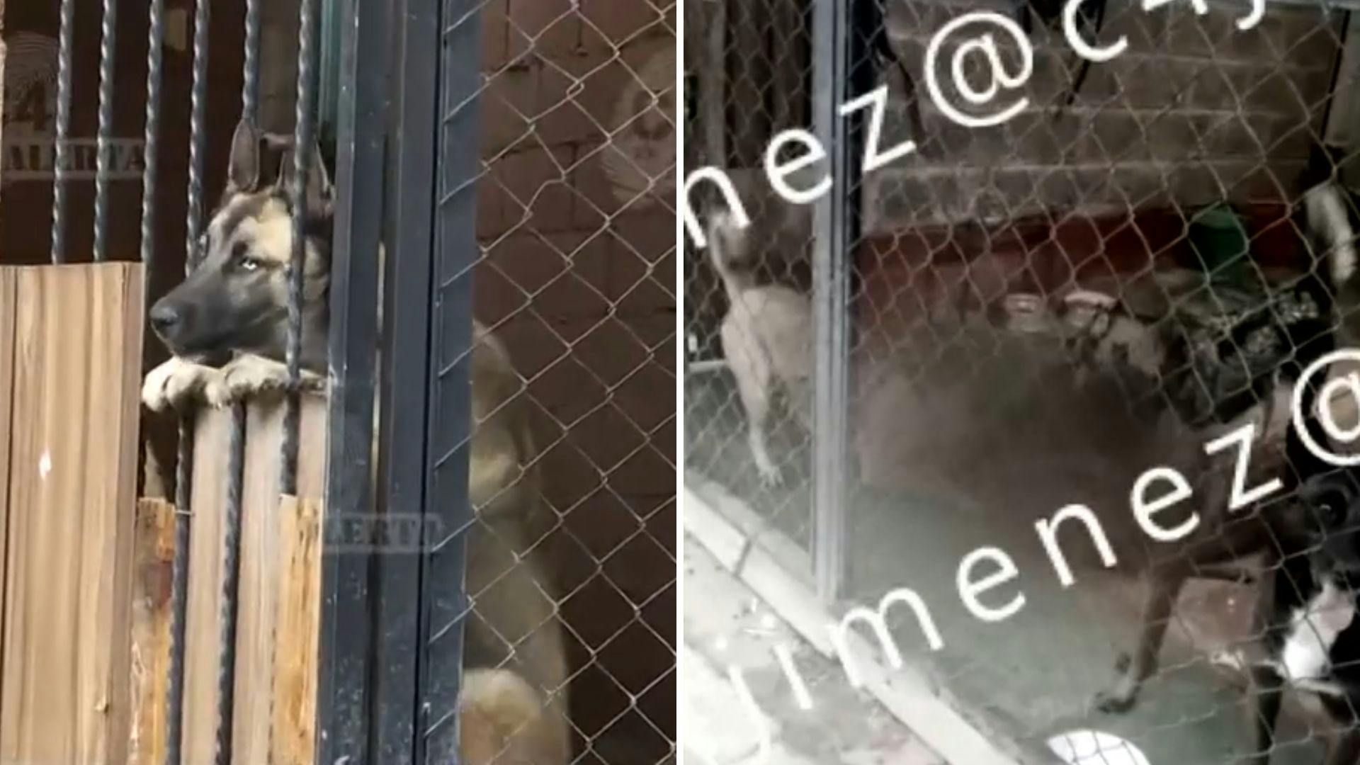 Denuncia de canibalismo: 15 perros mueren de hambre en Ixtapaluca. Autoridades ignoran solicitud desde mayo; vecinos piden intervención urgente.