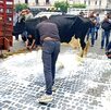 Hombre tirando leche en el centro de Xalapa.