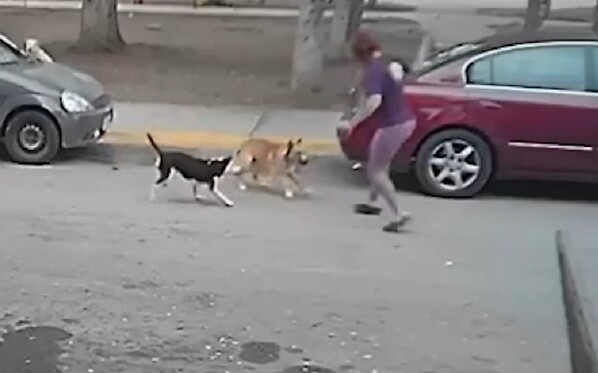 Vecinos de la colonia Manantiales del Valle en Ramos Arizpe denuncian jauría de perros agresivos y riesgo de garrapatas. Piden apoyo a las autoridades.