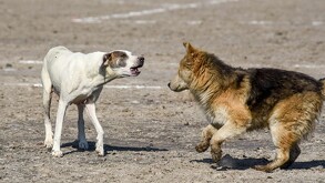 Se observan a dos perros, uno está ladrándole al otro.