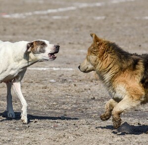 Se observan a dos perros, uno está ladrándole al otro.