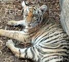 Tigre de bengala cachorro echado sobre un suelo con pienso y apoyado en una barda de bloques de concreto