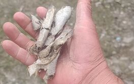 La Conagua informo que el agua no presenta símbolos de contaminacion.