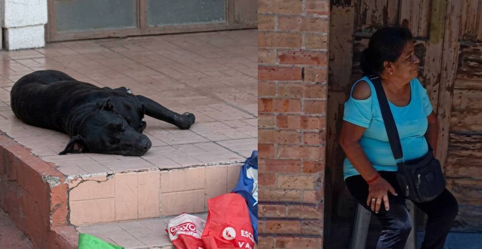 Una situación ocurrida en el centro de Saltillo reavivó la preocupación por la presencia de perros callejeros en la zona.
