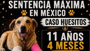 Inforgrafía con información sobre la sentencia al agresor del perro Huesitos.