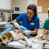 Perro y gato en veterinario por gusano barrenador