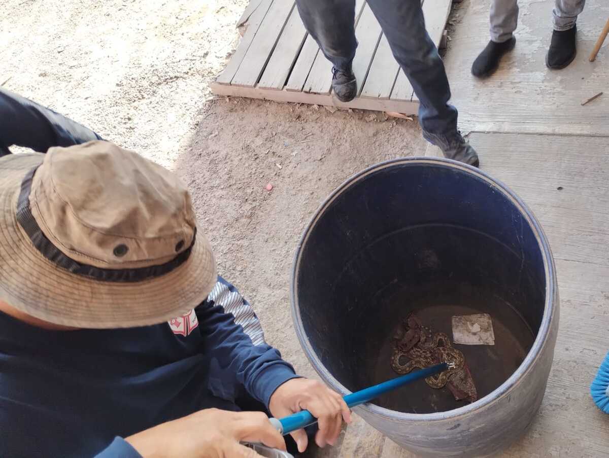 Rescate de la víbora en Gómez Palacio