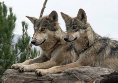 La conservación del lobo gris mexicano enfrenta un nuevo reto mientras especialistas buscan espacios seguros para su liberación.