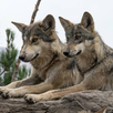 La conservación del lobo gris mexicano enfrenta un nuevo reto mientras especialistas buscan espacios seguros para su liberación.