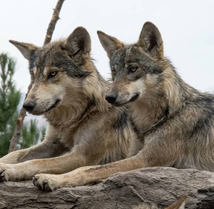 La conservación del lobo gris mexicano enfrenta un nuevo reto mientras especialistas buscan espacios seguros para su liberación.