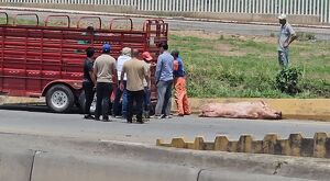 Un camión que transportaba 25 puercos volcó en un retorno del Nuevo Periférico, cerca del camino al Vado en Tonalá.