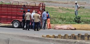 Un camión que transportaba 25 puercos volcó en un retorno del Nuevo Periférico, cerca del camino al Vado en Tonalá.