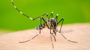 defunciones en estudio por probable dengue en Nuevo León