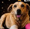Inforgrafía con información sobre la sentencia al agresor del perro Huesitos.