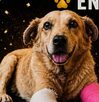 Inforgrafía con información sobre la sentencia al agresor del perro Huesitos.