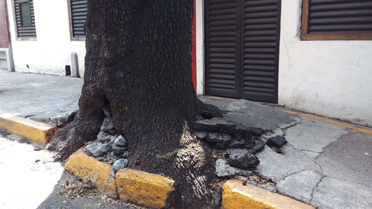 Raíces salidas de árbol en colonia Nonoalco en riesgo de caer