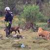 Búsqueda de hombre desaparecido en río Pesquería en Escobedo.