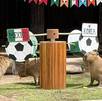 Los capibaras del zoológico Guadalajara en la dinámica del Mundial 2026