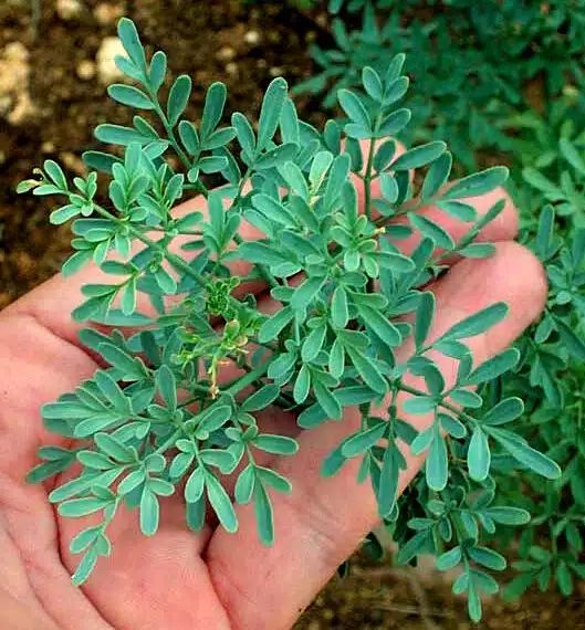 Plantas de uso medicinal y de personal suelen ser una opción muy viable para eliminar a los alacranes.