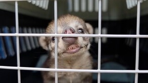 Una cría de coatí mostrando los dientes contra la rejilla de una jaula transportadora en Guadalajara