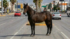 Se observa un caballo en medio de la vialidad donde hay varios automóviles.
