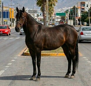 Se observa un caballo en medio de la vialidad donde hay varios automóviles.