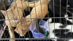 Gatos naranjas y negros con números en sus orejas dentro de una jaula de metal con un pequeño traste morado de agua