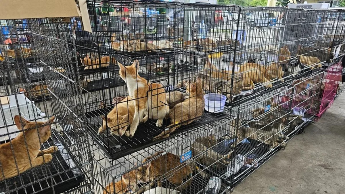 Múltiples jaulas metálicas apiladas con cientos de gatos de distritos colores y tamaños dentro en Vietnam