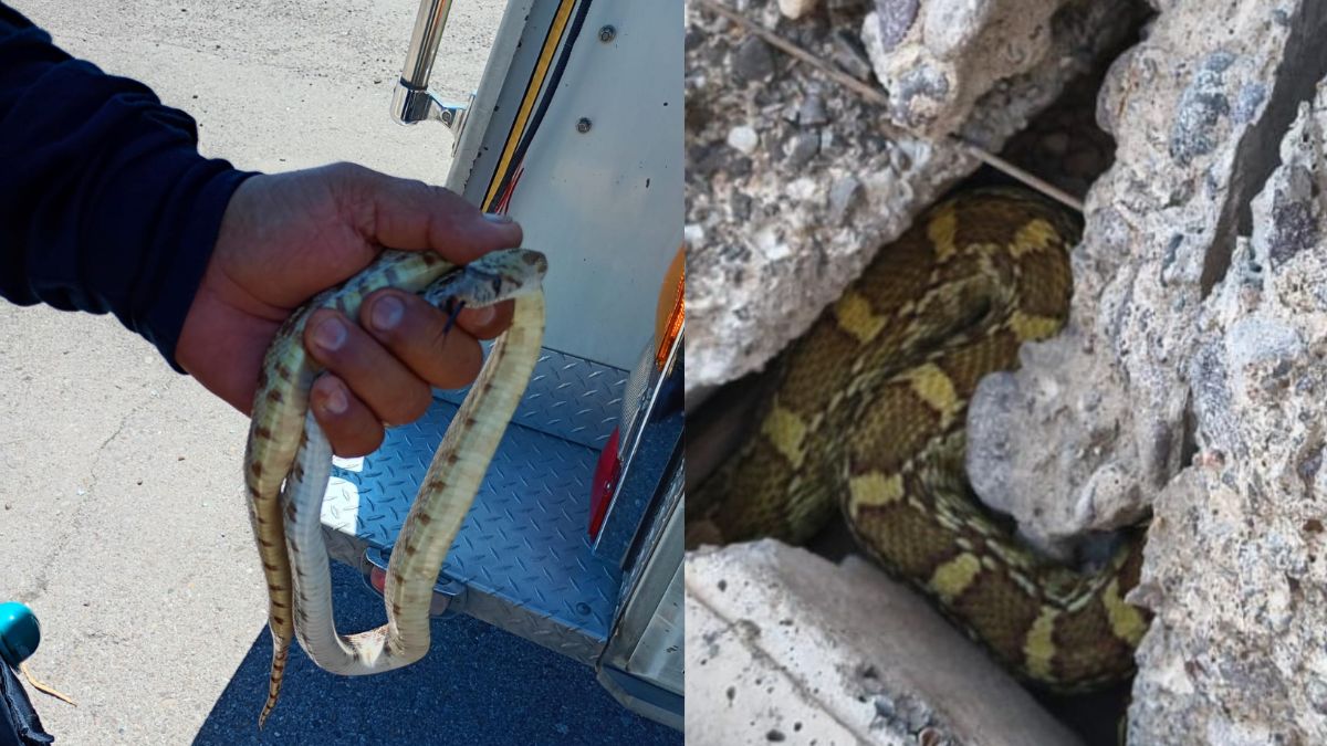 Serpiente en Torreón.