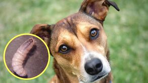 Gusano barrenador perro
