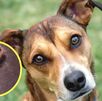 Gusano barrenador perro