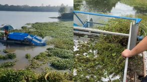 Plaga d eLiririo invasaor en Arroy en Santiago