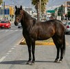 Se observa un caballo en medio de la vialidad donde hay varios automóviles.