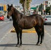 Se observa un caballo en medio de la vialidad donde hay varios automóviles.