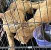 Gatos naranjas y negros con números en sus orejas dentro de una jaula de metal con un pequeño traste morado de agua