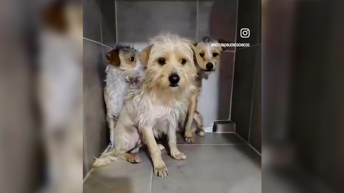 Tres perros callejeros rescatados juntos en la esquina de un espacio con losetas color gris