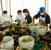 Jalisco rompe el récord Guinness del guacamole más grande del mundo.