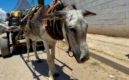 Panchita, burrita que fue rescatada del maltrato animal por el ayuntamiento de Torreón.