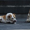 Perritos en calles de la Ciudad de México.