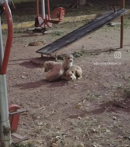 Tres perros abandonados esperaron juntos en un parque hasta ser rescatados; en el refugio, gracias a la paciencia y cariño, comenzaron a sanar su desconfianza.