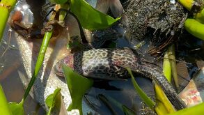 Animales acuáticos muertos en el río contaminado