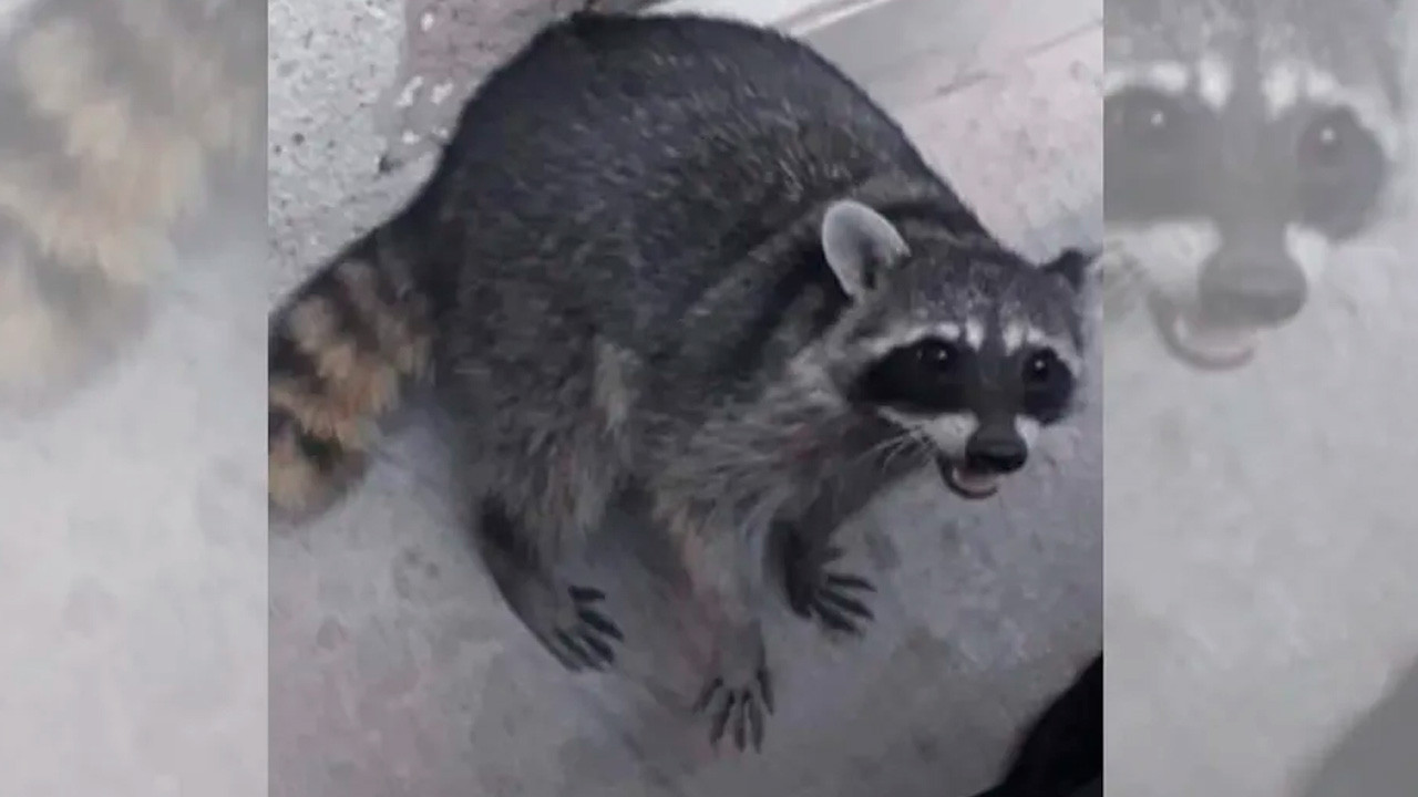 Un caso de maltrato animal en Matamoros, Tamaulipas, generó indignación luego de que un hombre difundiera la quema de un mapache vivo.